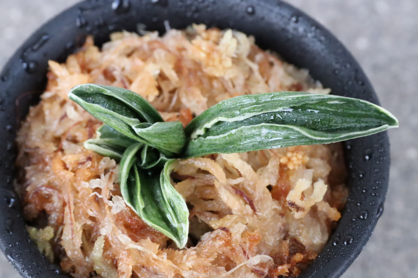 5412,小波(さざなみ)　【希少　超特価！！】【はきずはきれ多い大特価！！！】※春から秋は生長期なので姿は変わっていきます