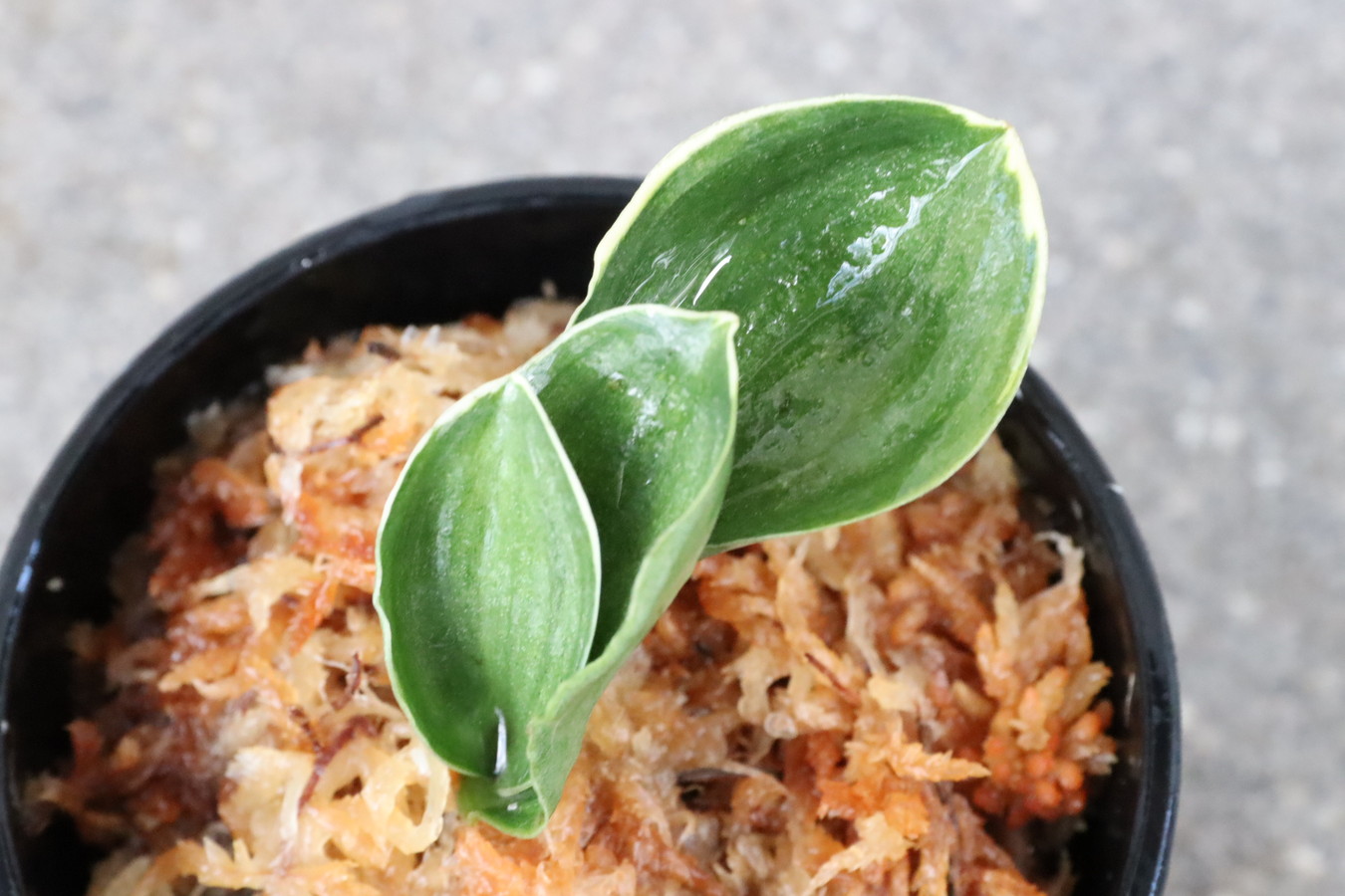 8192,力和(りきわ)　覆輪深い全国大会狙える系統　【はきずはきれ多い特価！】※春から秋は生長期なので姿は変わっていきます