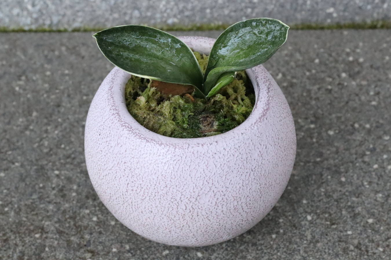 5036,福招く萬年青　お多福(おたふく)　【NHK趣味の園芸出演木！】【はきずはきれ多い大特価！！！】※春から秋は生長期なので姿は変わっていきます