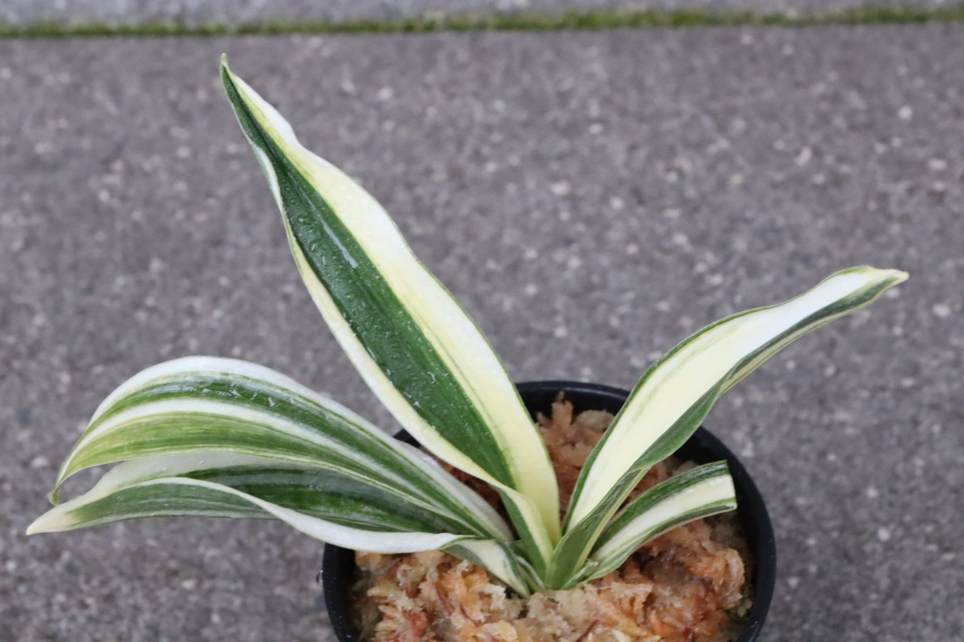 7216,Y實×羅王丸(らおうまる)　1本物？【はきずはきれ多い大特価】※春から秋は生長期なので姿は変わっていきます