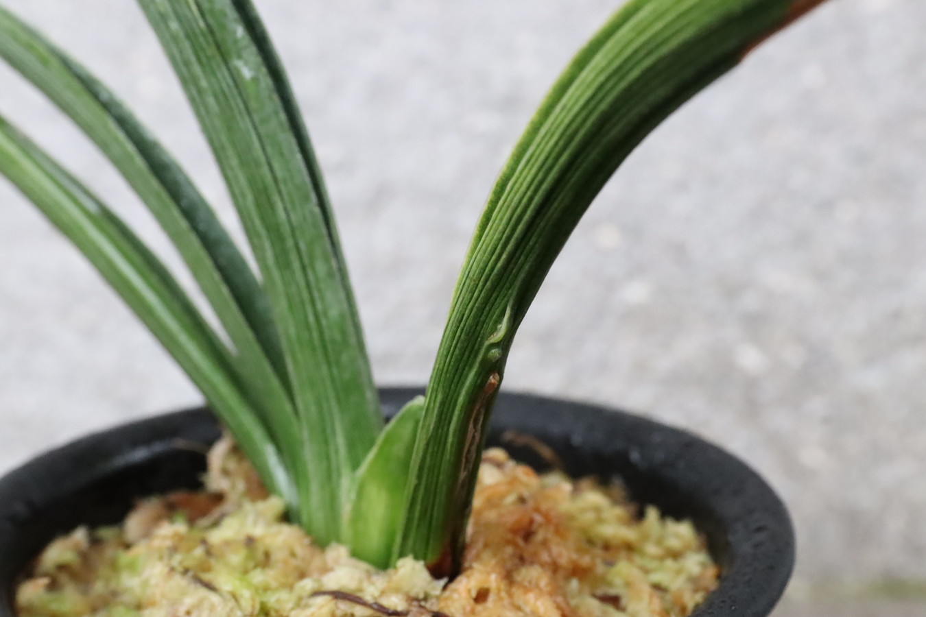 5783,金龍兄弟　金龍閣と見まがう芸みせる　芸最上！2本物【老木根少ない特価！はきずはきれ多い大特価！】※春から秋は生長期なので姿は変わっていきます