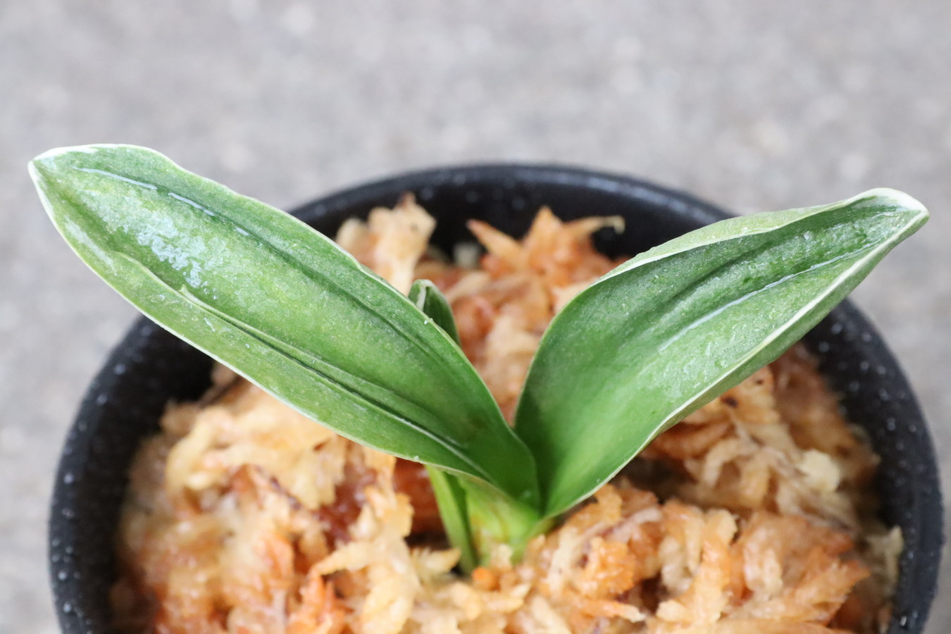 6979,鸞山(らんざん)　【はきずはきれ多い特価！】　※春から秋は生長期なので姿は変わっていきます