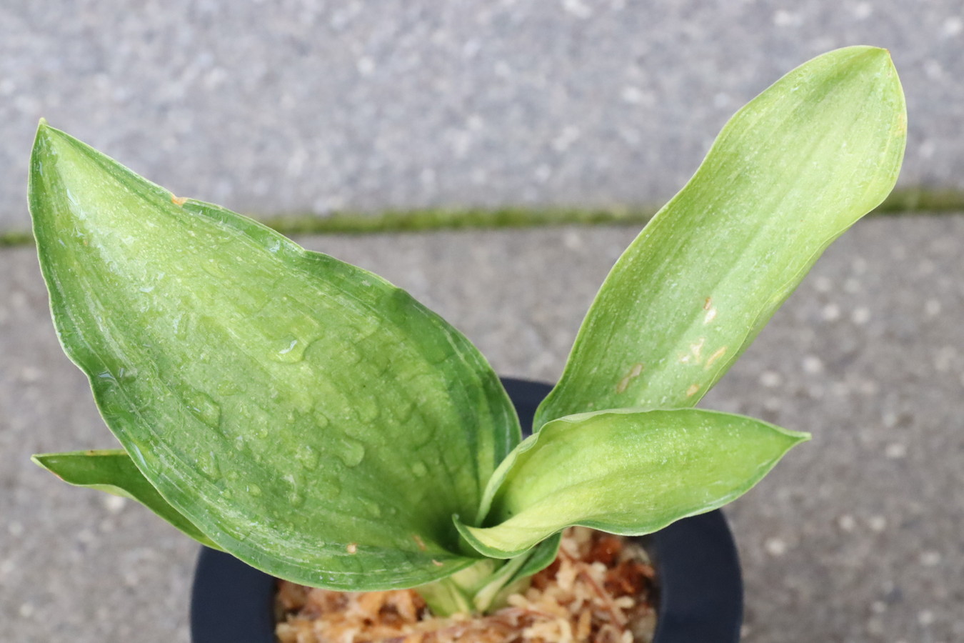 6120,金閣(きんかく)　若く、他にない特徴をもつ　【はきずはきれ非常に多い特価！】※春から秋は生長期なので姿は変わっていきます