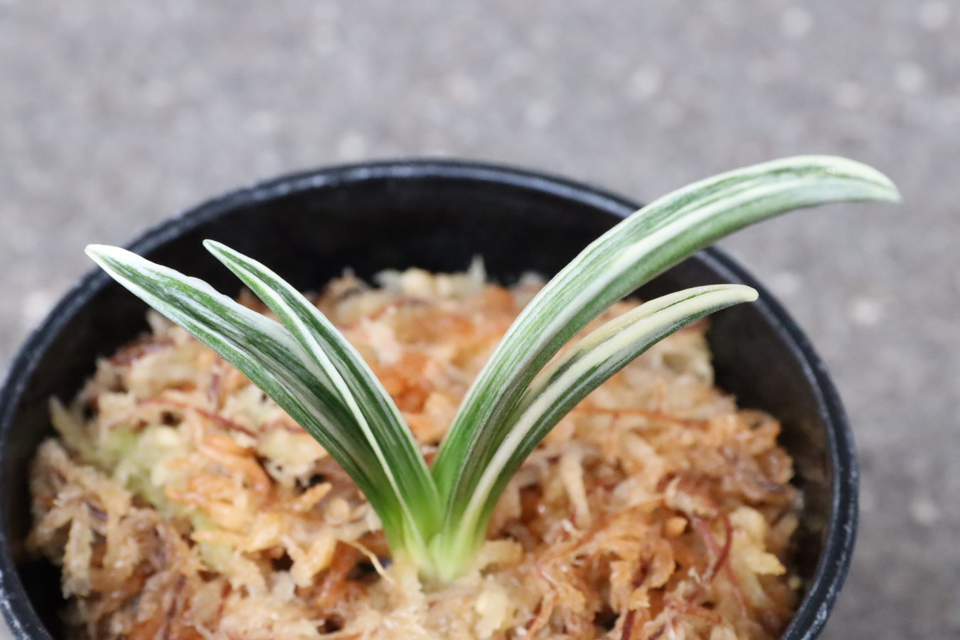 8108,華厳(けごん)　【はきずはきれ大特価！】※春から秋は生長期なので姿は変わっていきます