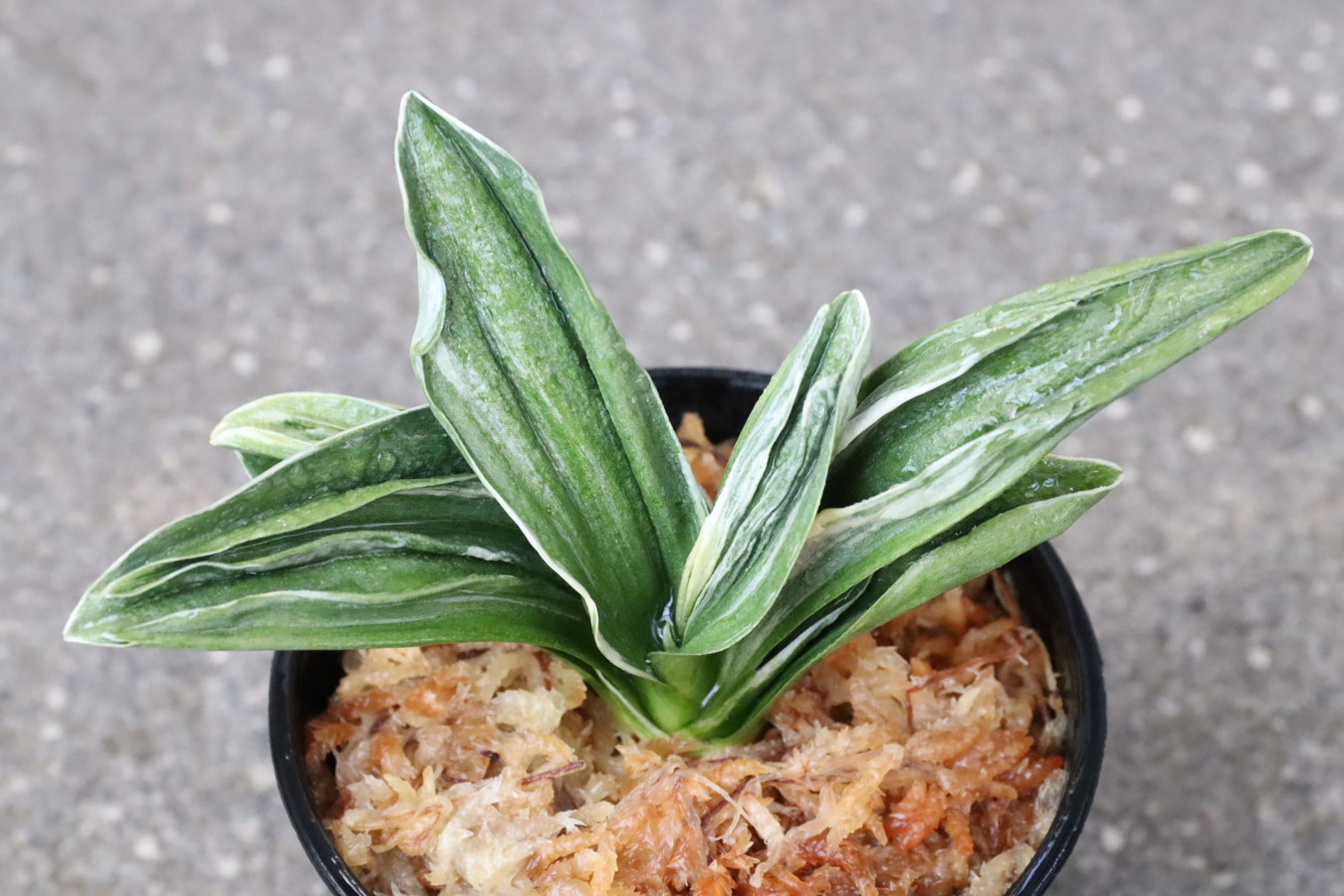 8193,鸞山(らんざん)　覆輪特に深い系統　【はきずはきれ多い特価！】※春から秋は生長期なので姿は変わっていきます