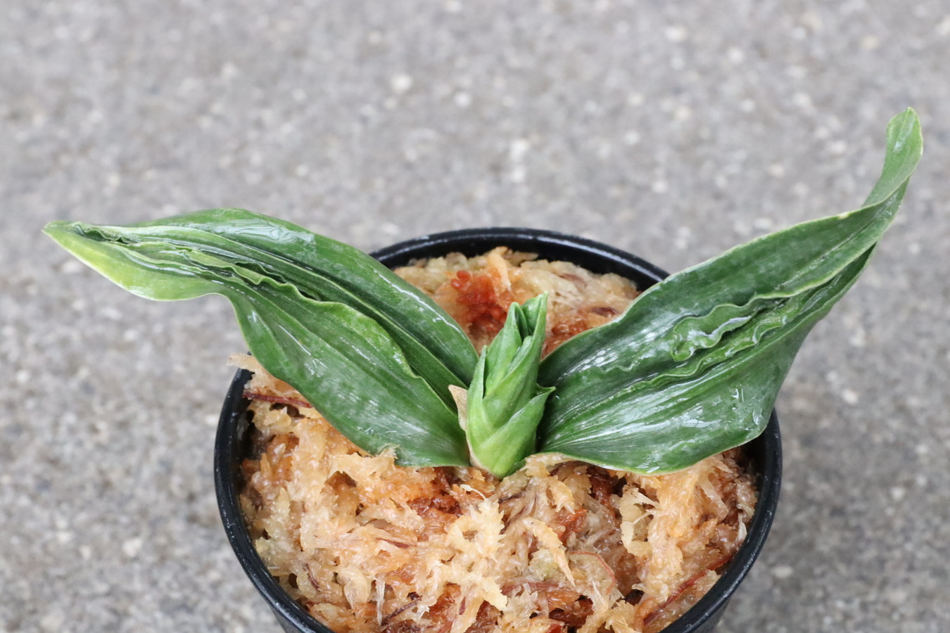 7217,富士3号×萬野　1本物SOV　【はきずはきれとても多い大特価】※春から秋は生長期なので姿は変わっていきます