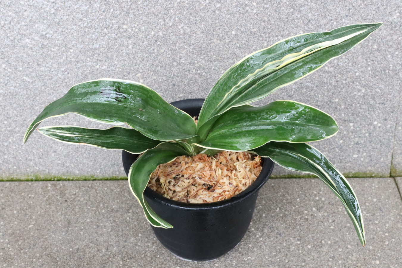 6396, 祥宝(しょうほう)　羅紗親最上級　♂　【はきずはきれ多い大特価】※春から秋は生長期なので姿は変わっていきます