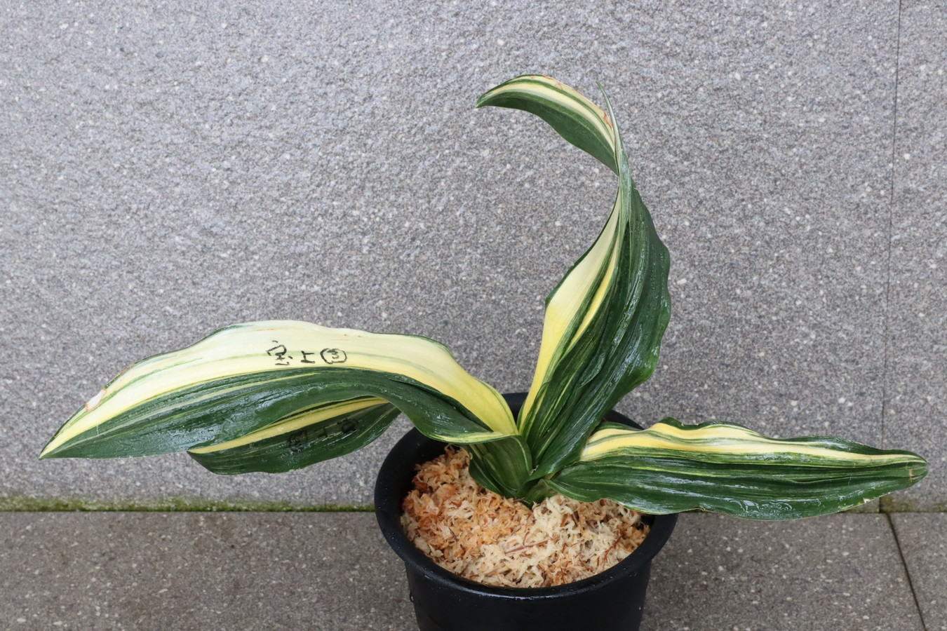 7218,宝上Ⅲ　羅紗親最上級　♂♀【はきずはきれ多い大特価】※春から秋は生長期なので姿は変わっていきます