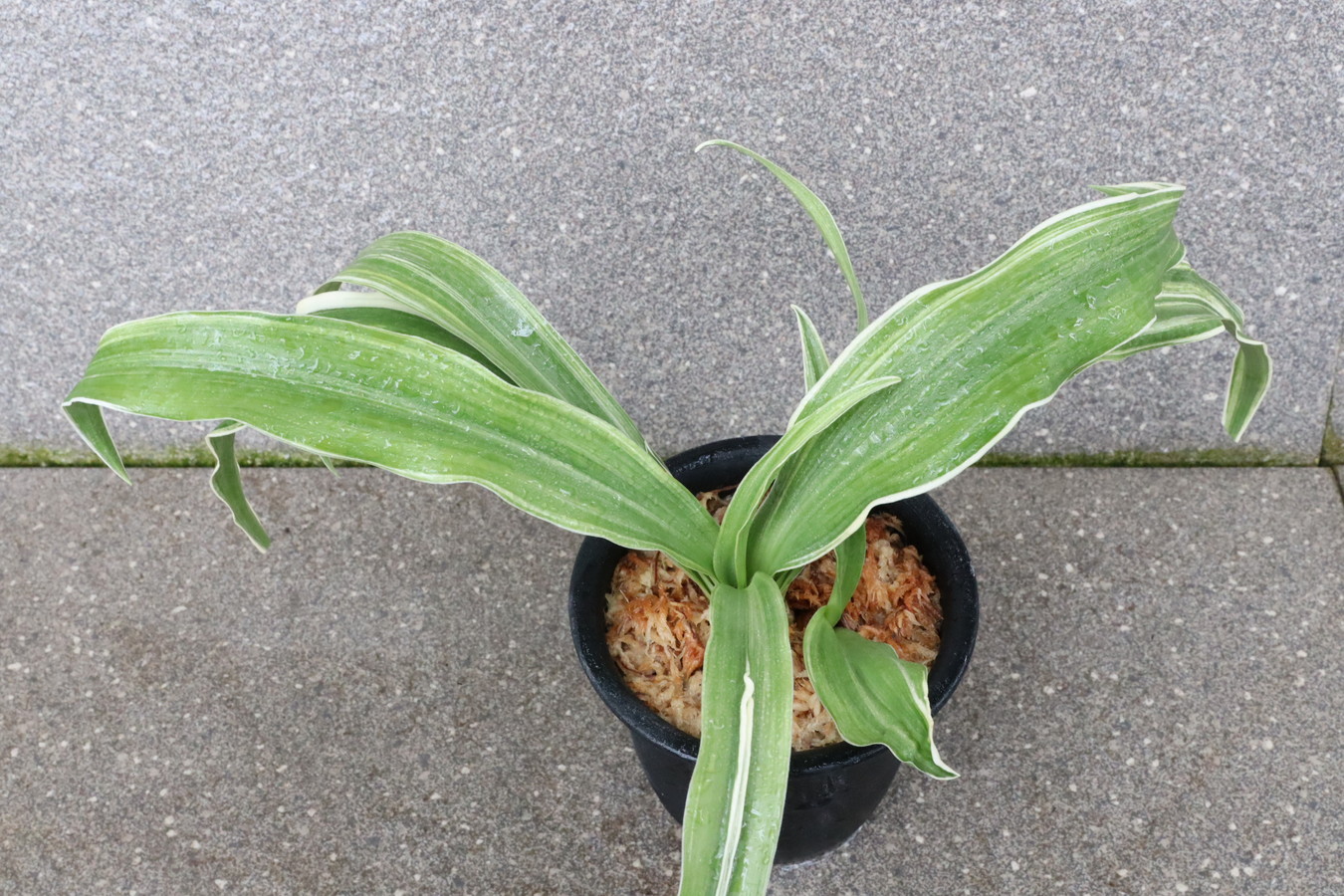 6301,出世鏡(しゅっせかがみ)　こうとめ特上縞！　実親は万年青の天下がとれる！【198,000円→はきずはきれ多い特価！】※春から秋は生長期なので姿は変わっていきます