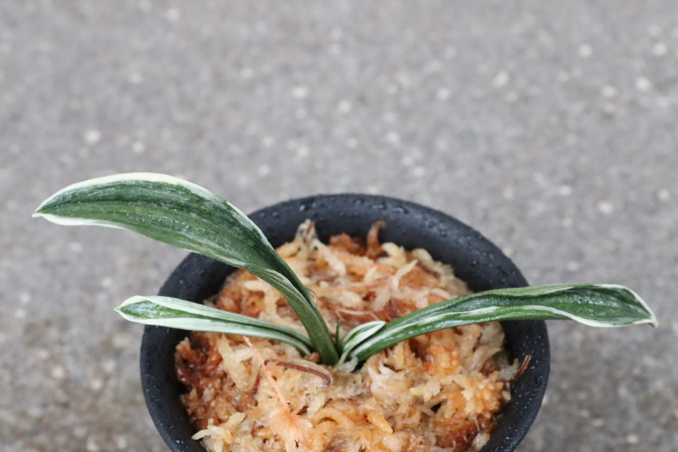 5287,三河錦(みかわにしき)　【根少ない特価！はきずはきれ多い大特価！】※春から秋は生長期なので姿は変わっていきます