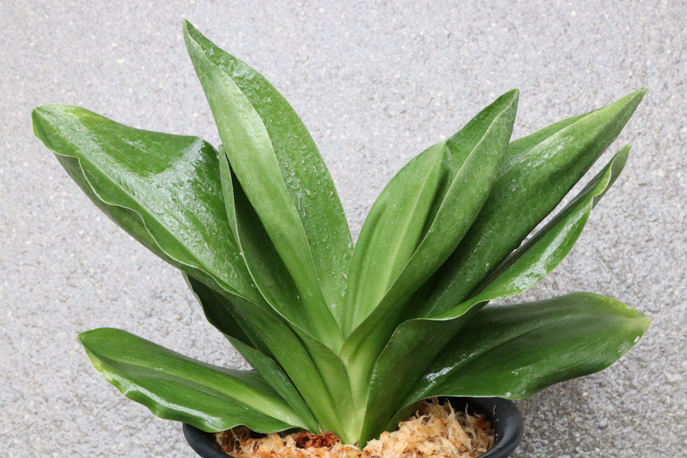 5711,山千代(やまちよ)　【はきずはきれ多い大特価】※春から秋は生長期なので姿は変わっていきます　　黒達磨(くろだるま)