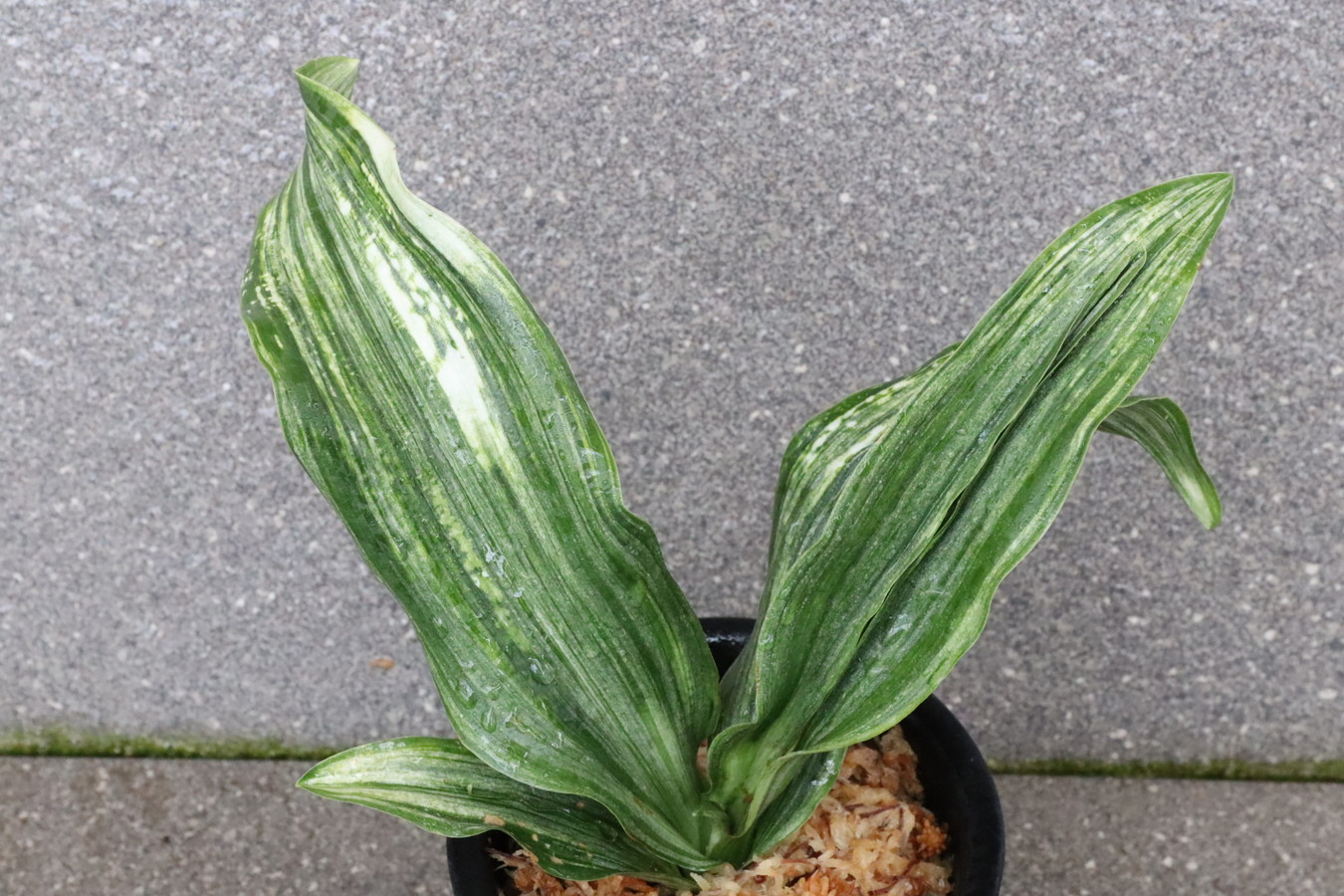 5247,福黄金(ふくこがね)　最上虎性！　【はきずはきれとても多い大特価】※春から秋は生長期なので姿は変わっていきます