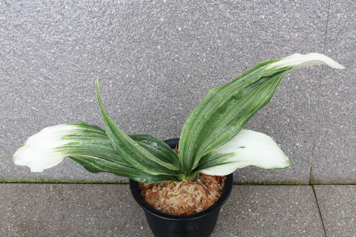 6327,福黄金(ふくこがね)　【最上虎！特上系統】【はきずはきれ特に多い大特価】※春から秋は生長期なので姿は変わっていきます