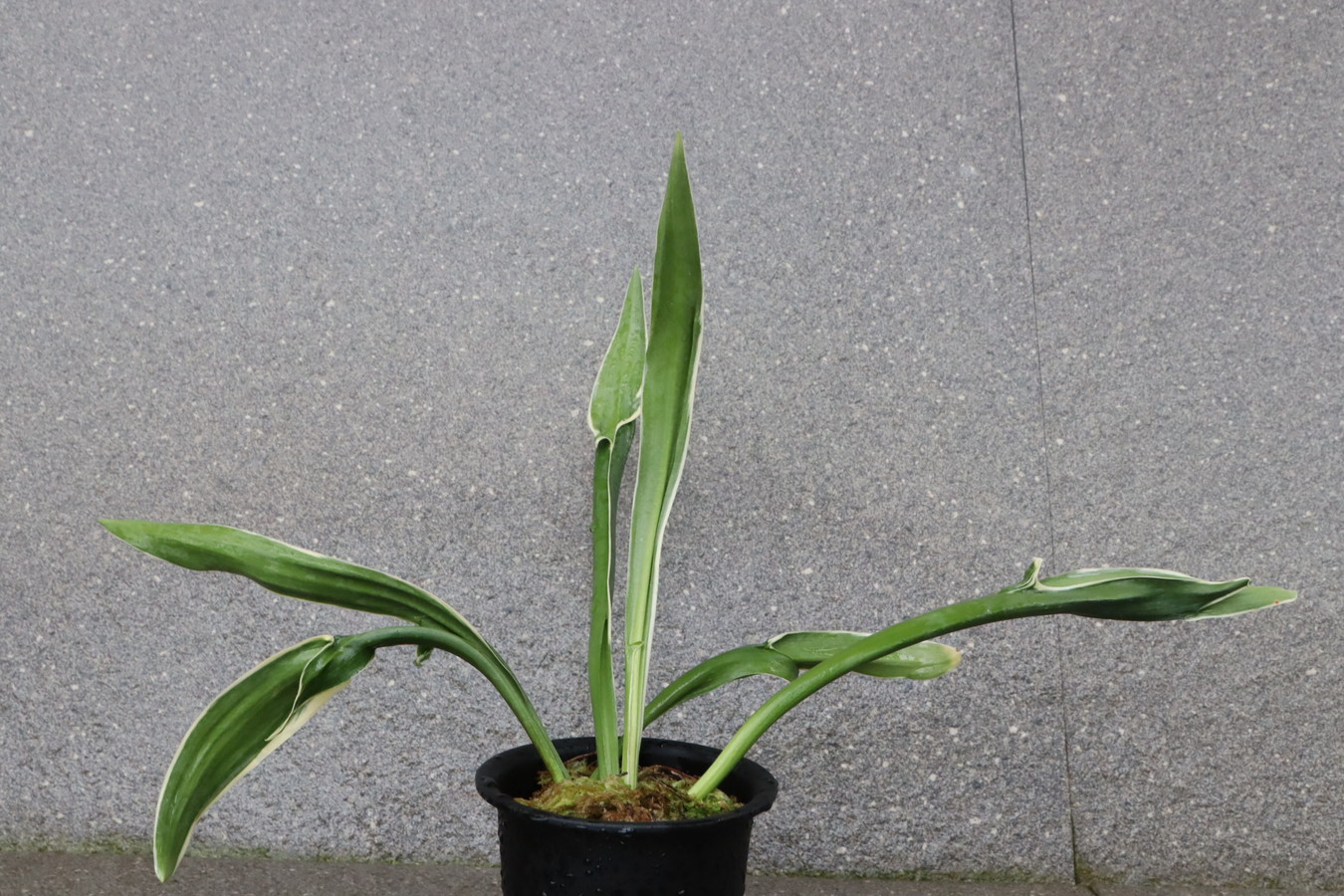 6724,逆鉾(さかほこ)　江戸？現場覆輪　元初笑い？縞戻る？　珍奇希少特価　【はきずはきれ多い大特価！】※春から秋は生長期なので姿は変わっていきます