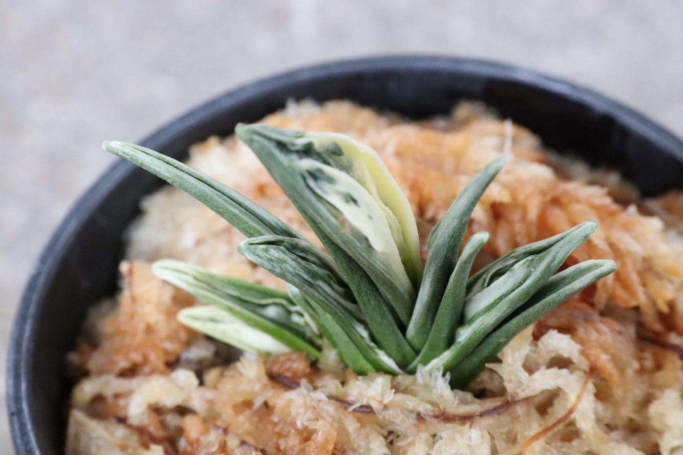 8303,BC級品整理品　宝玉(ほうぎょく)　【はきずはきれ特価！】　※春から秋は生長期なので姿は変わっていきます