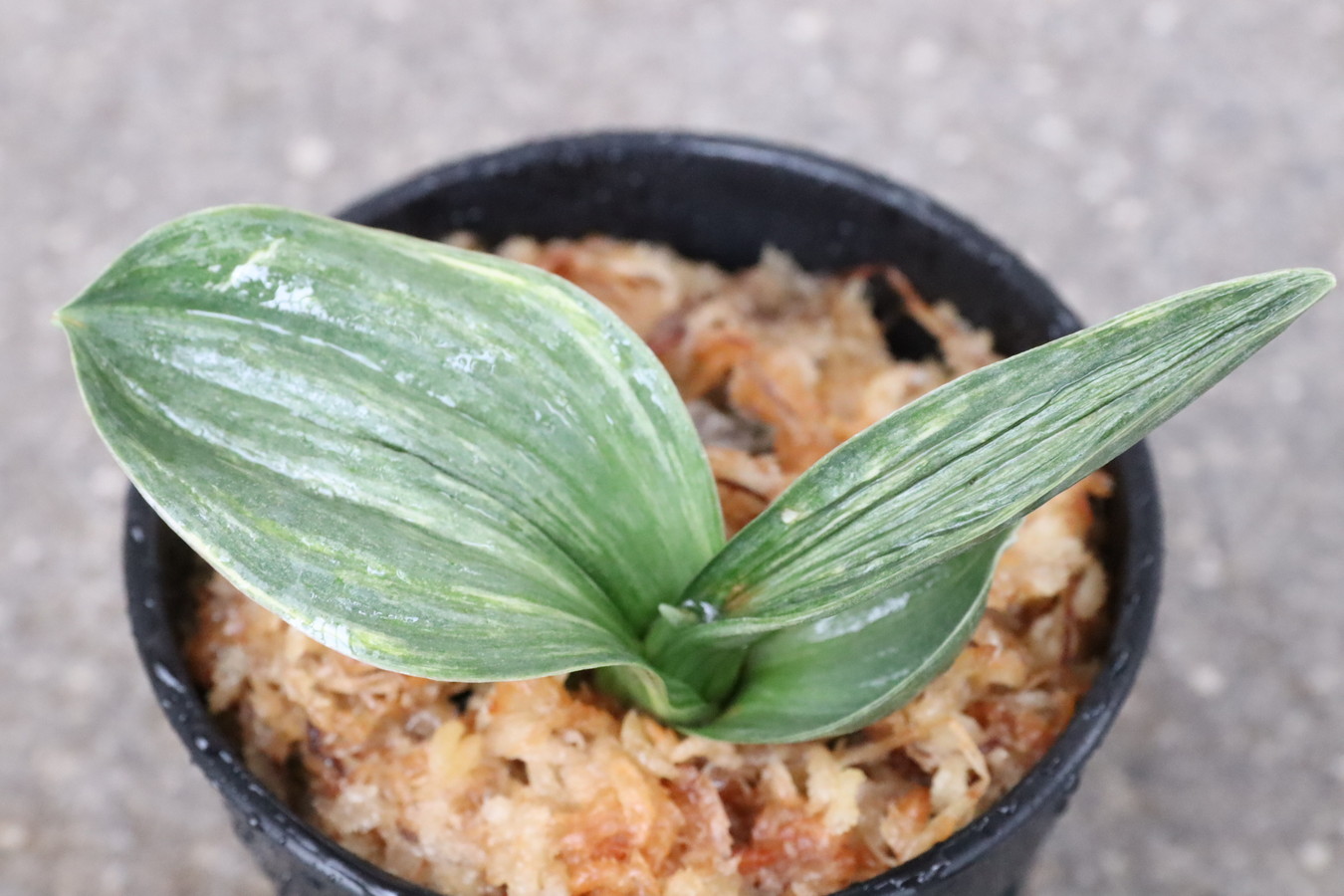 5849,武州（ぶしゅう）　芋吹き　非常に珍しい縞？　【はきずはきれとても多い大特価】※春から秋は生長期なので姿は変わっていきます