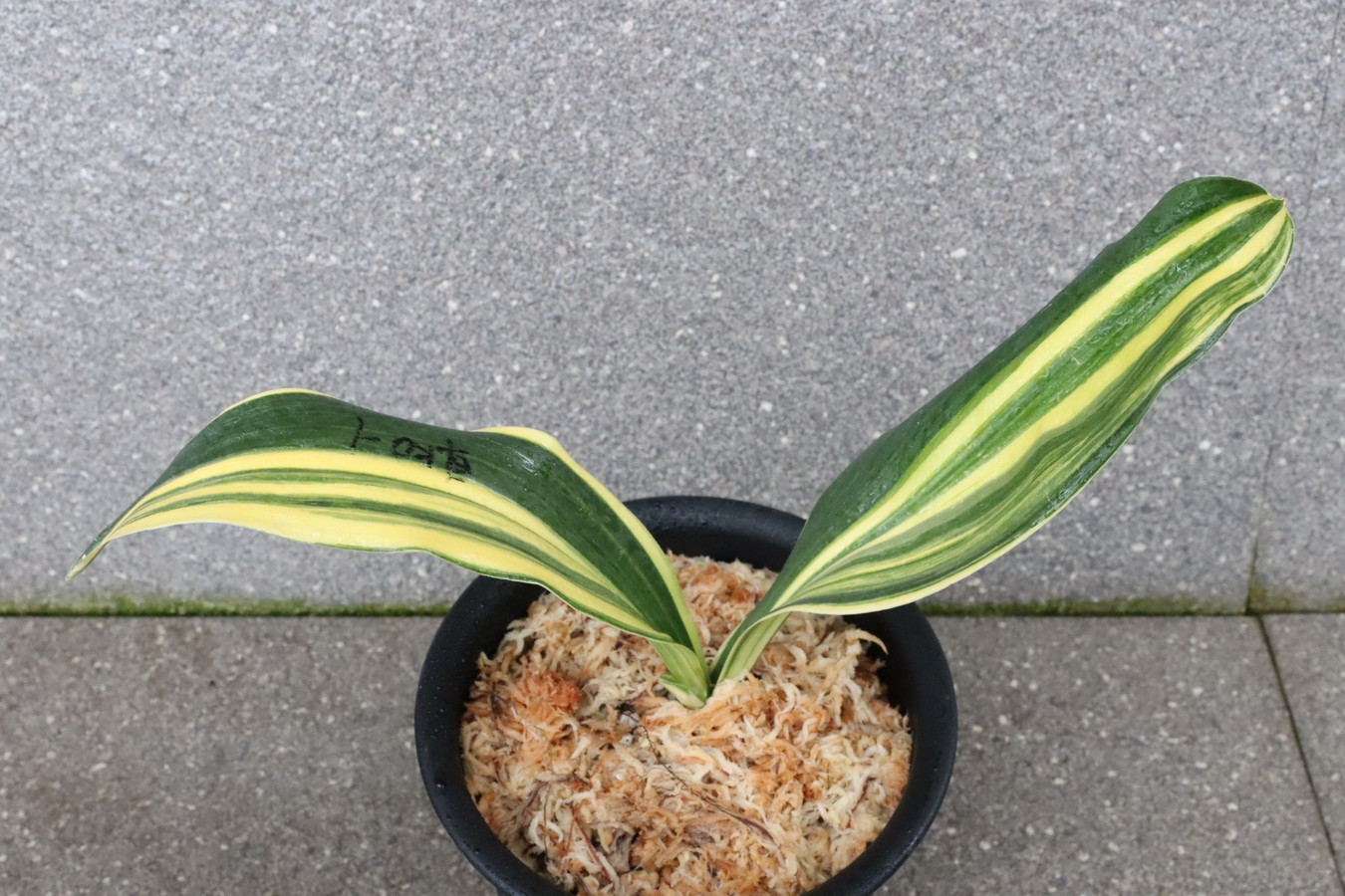 7349,車KO-1　羅紗親最上級　♂♀【はきずはきれ多い大特価】※春から秋は生長期なので姿は変わっていきます