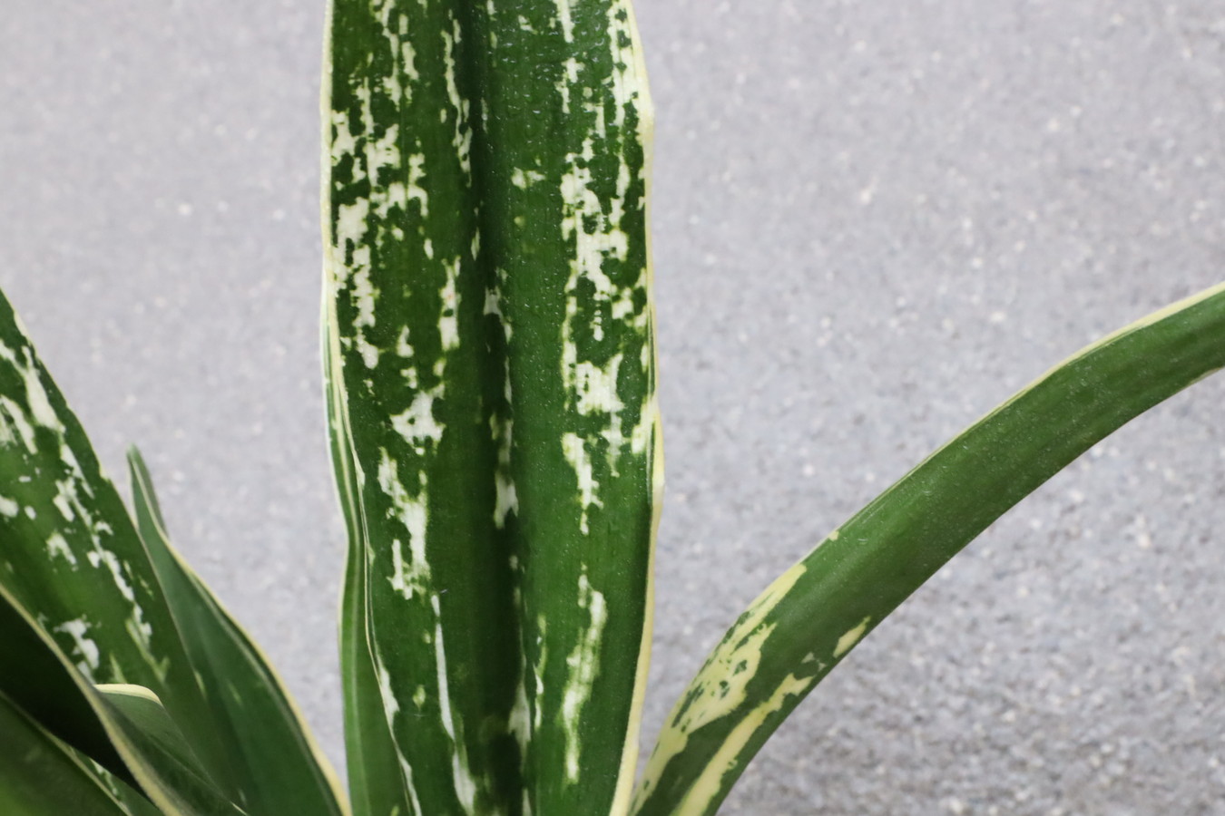 7219,長寿の誉（仮）希少！　珍品　図性最上！　【はきずはきれ多い大特価】※春から秋は生長期なので姿は変わっていきます