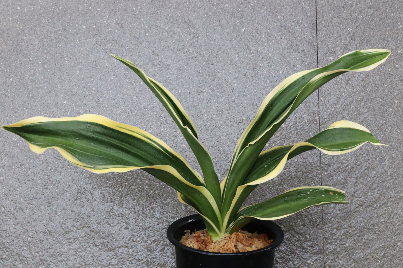 7220,太陽殿(たいようでん)　【太陽殿の図、図抜け特価！！！】【はきずはきれ多い大特価！】　※春から秋は生長期なので姿は変わっていきます