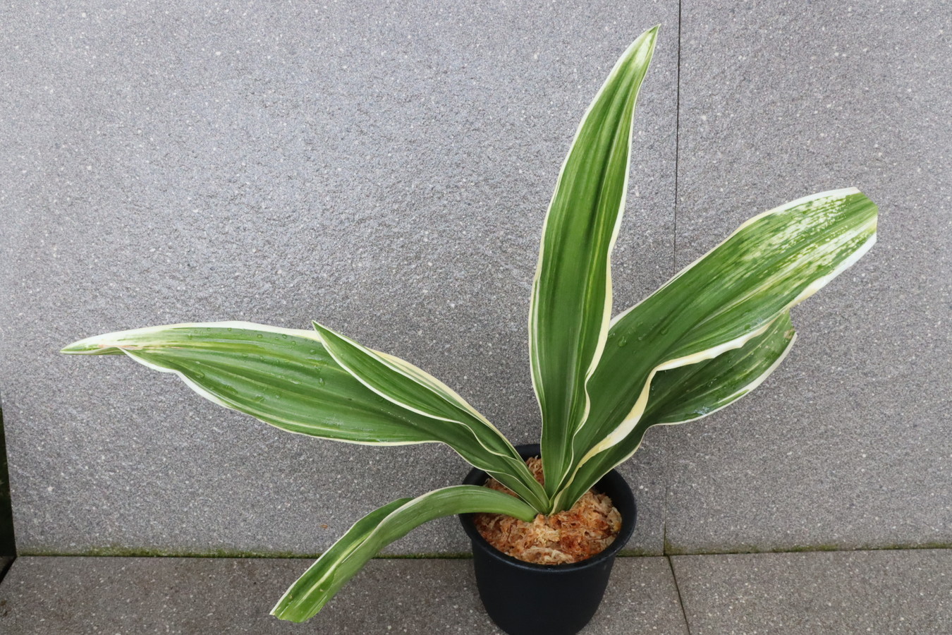 5702,　阪東吹雪(ばんどうふぶき)　超希少！こうとめ最上縞！虎性よい！　【55000→根少ない特価！はきずはきれ多い大特価！！！】※春から秋は生長期なので姿は変わっていきます