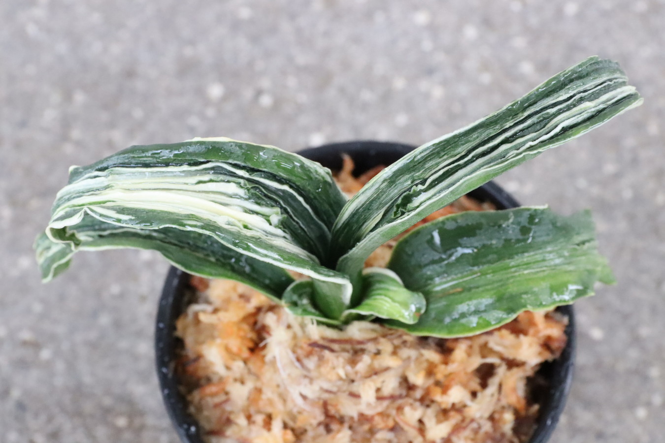 6258,玉姫(たまひめ)　獅子　総理大臣系統！元縞覆輪、現場覆輪？【はきずはきれ多い大特価】※春から秋は生長期なので姿は変わっていきます