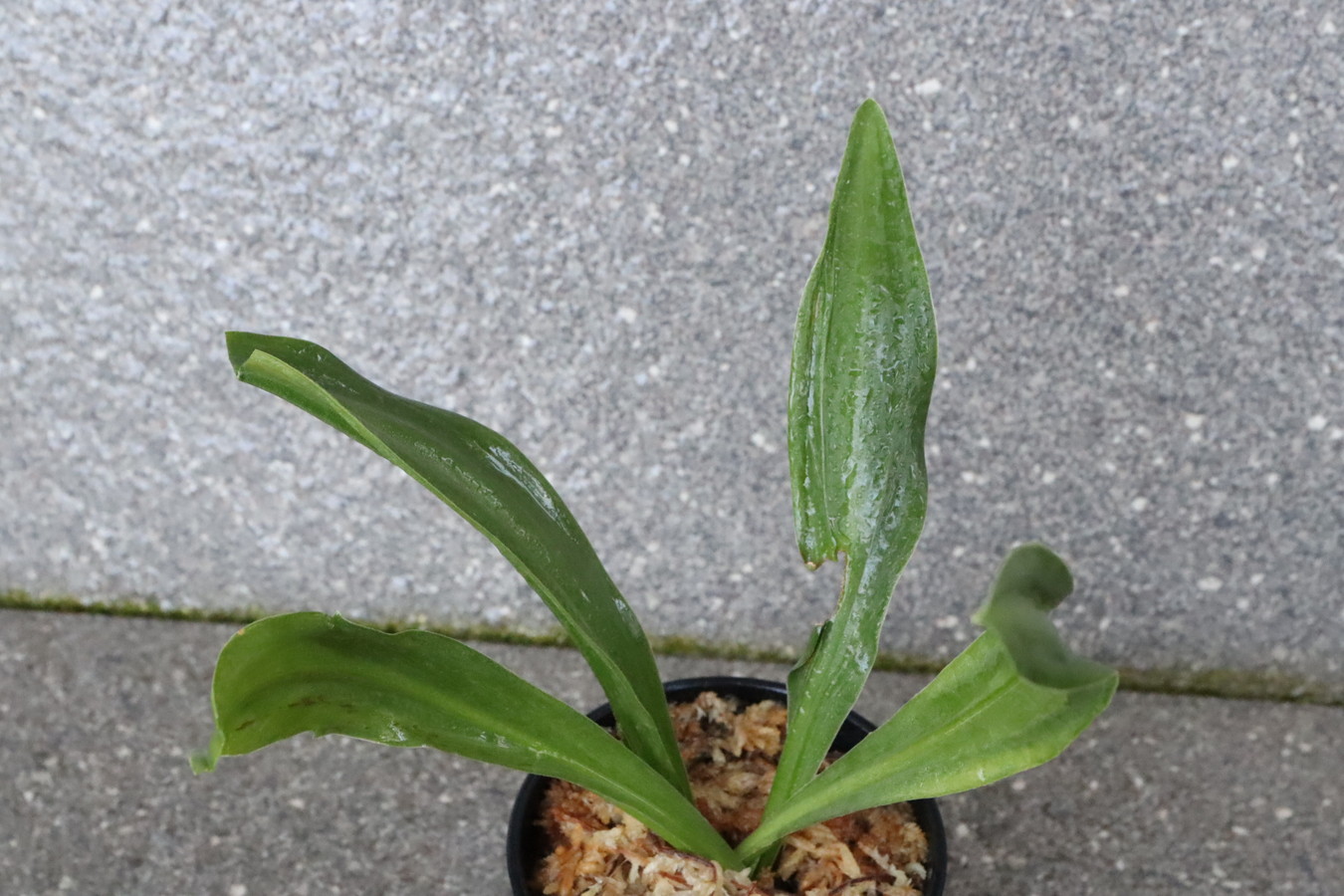 7164,整理品BC級品　逆鉾実生　【はきずはきれ大特価】※春から秋は生長期なので姿は変わっていきます