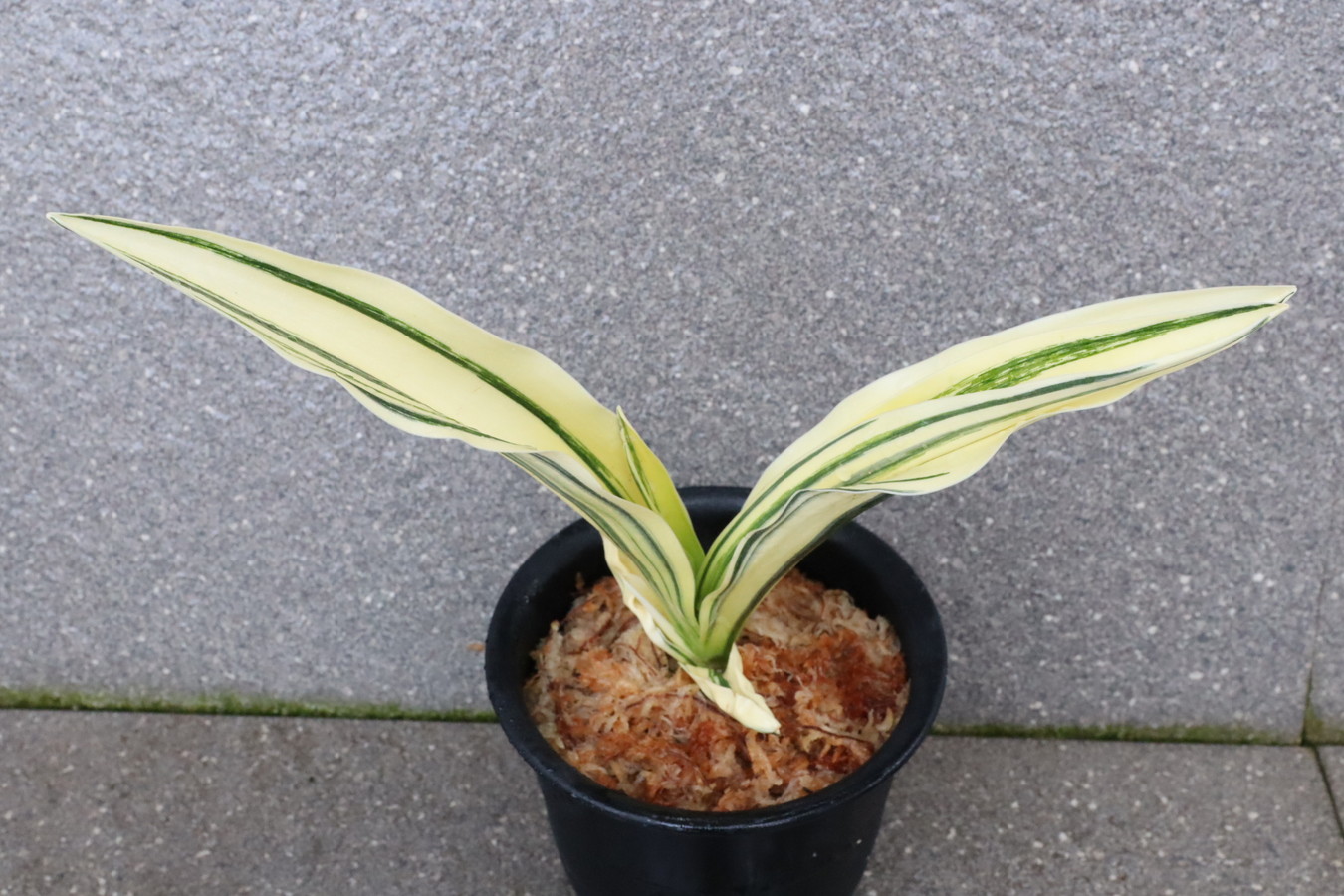 6675,旭光殿(きょっこうでん)　【派手特価・はきずはきれ大特価！】※春から秋は生長期なので姿は変わっていきます