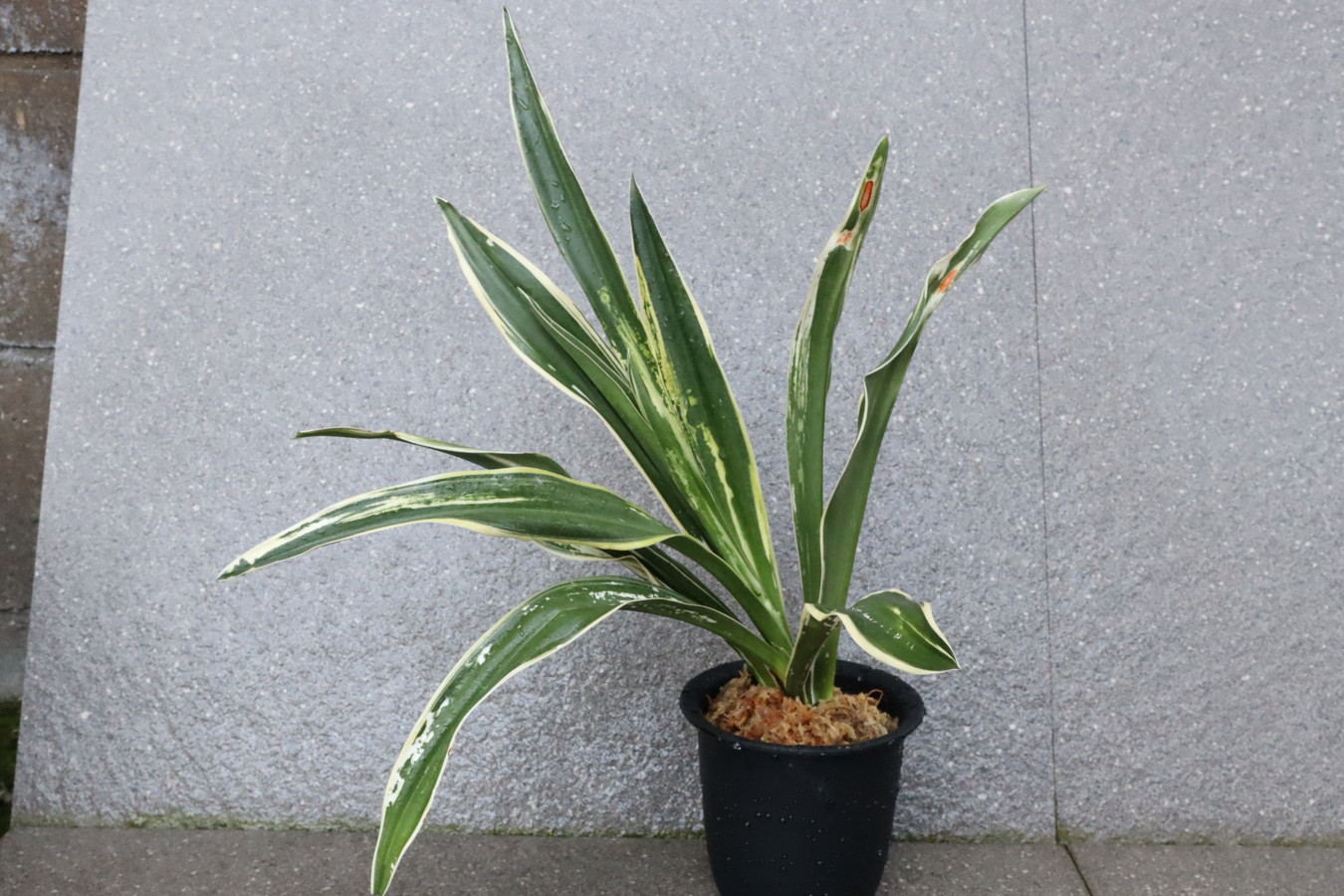 7230,整理品BC級品　長寿の誉（仮）希少！　珍品　図性最上！　【はきずはきれ多い大特価】※春から秋は生長期なので姿は変わっていきます