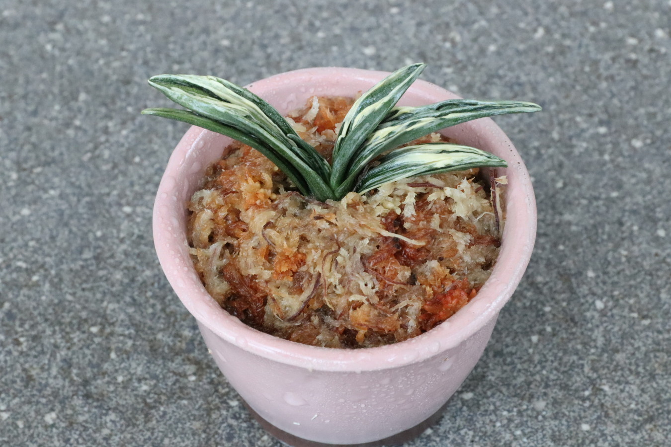 5160,緑の癒し 瑞泉(ずいせん)　【全国トップ系統！はきずはきれ多い大特価！】※春から秋は生長期なので姿は変わっていきます