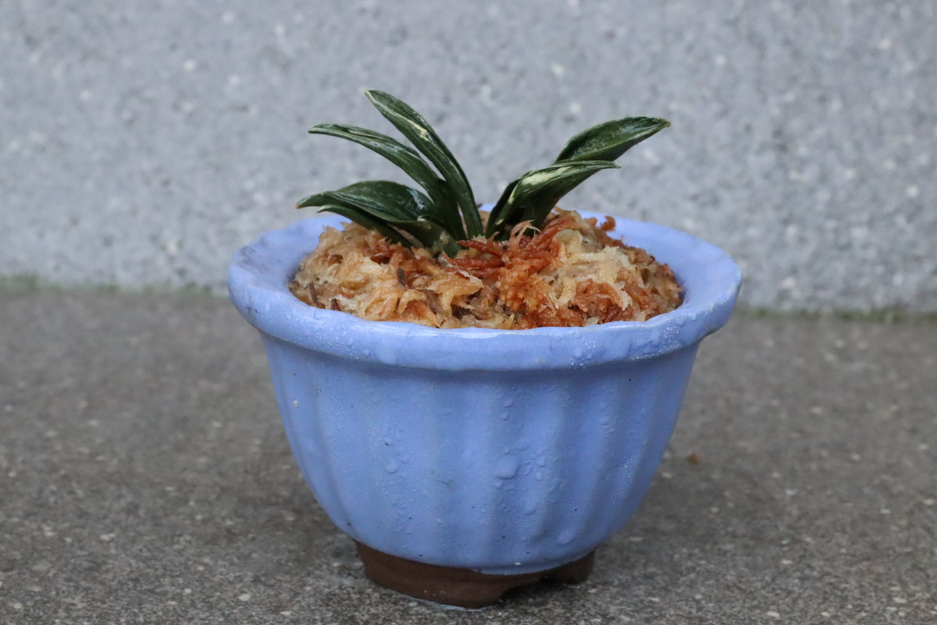 6903,開運の万年青　瑞泉(ずいせん)　【はきずはきれ多い大特価！】※春から秋は生長期なので姿は変わっていきます