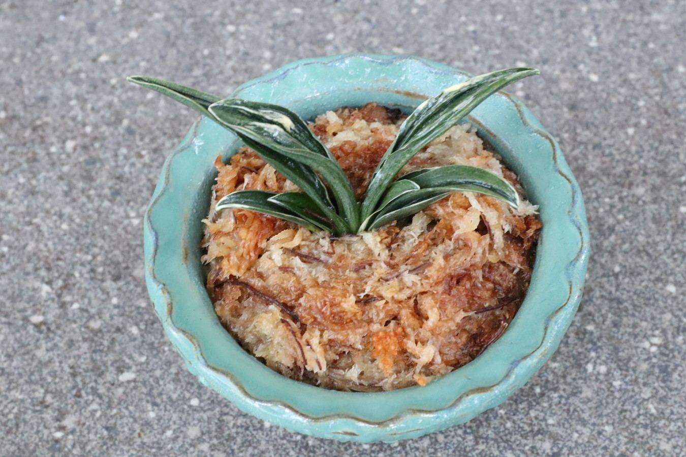 6878,運気引き寄せる萬年青 瑞泉(ずいせん)【全国トップ系統！NHK趣味の園芸にも瑞泉取り上げられた！】【はきずはきれ多い大特価！】※春から秋は生長期なので姿は変わっていきます