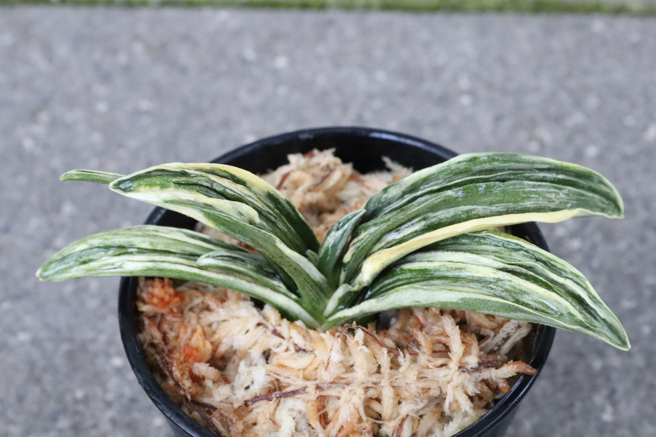 6514,整理品BC級品　瑞泉(ずいせん)　元縞覆輪、現場深覆輪？？薄縞？　【はきずはきれ多い大特価】※春から秋は生長期なので姿は変わっていきます