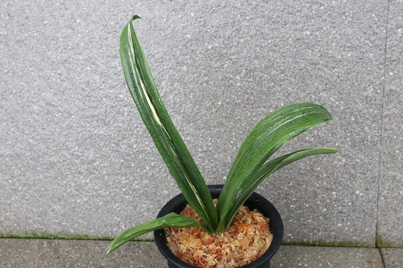 6537,リ101　実績最上 清鑑の親　実績：清鑑、奥義、文楽、独歩　元縞、現場青か？縞出てきそう　【はきずはきれ多い大特価】※春から秋は生長期なので姿は変わっていきます