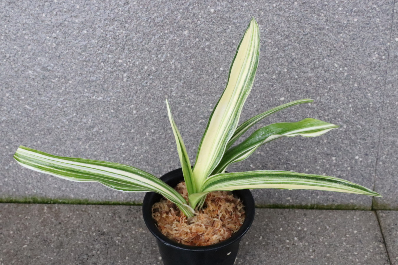 6619,褥錦(しとねにしき)　縞　江戸？幻の実親　【はきずはきれ多い大特価】※春から秋は生長期なので姿は変わっていきます　sov