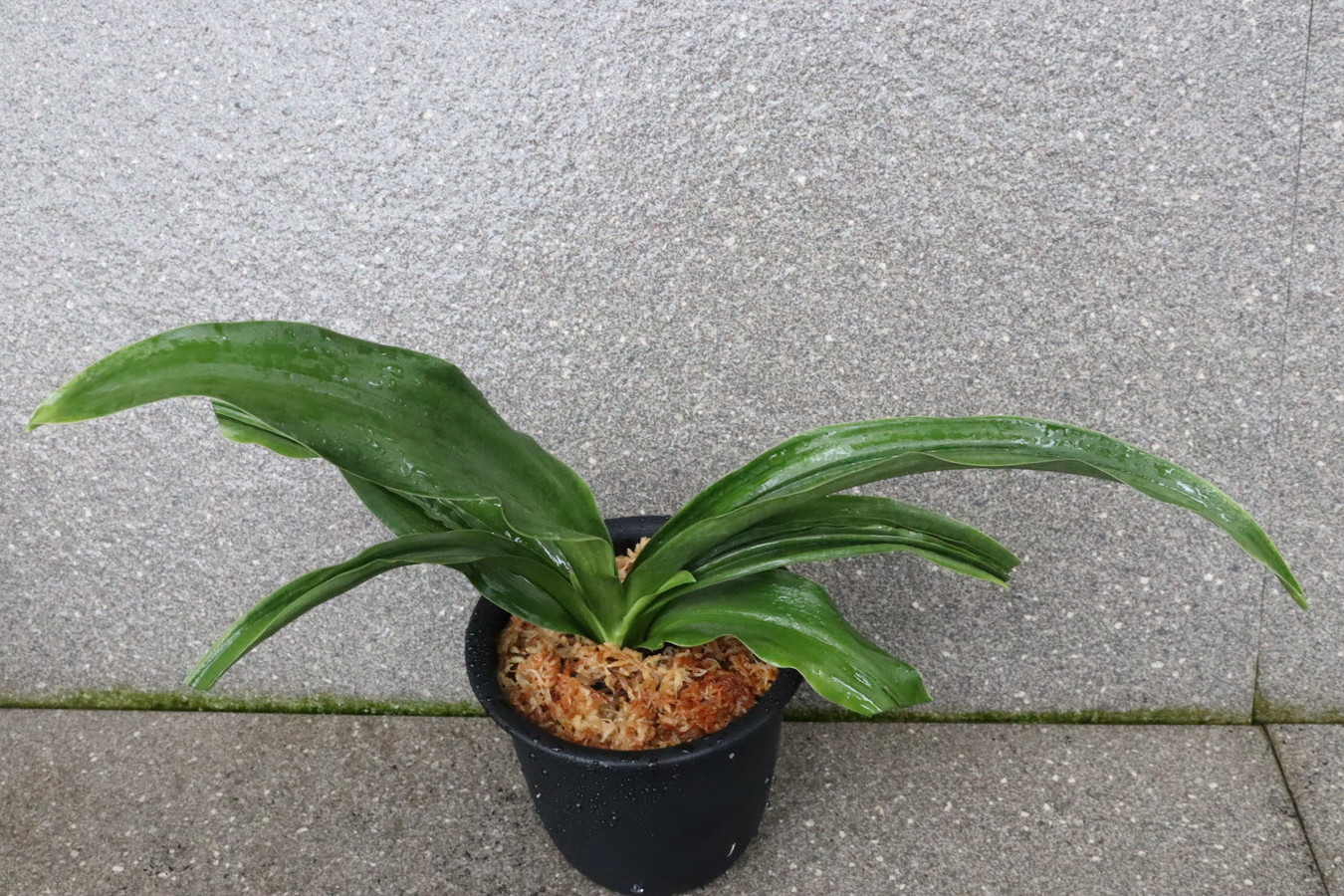 7236,周作大車(しゅうさくおおぐるま)　青？元縞　希少！　【はきずはきれ多い大特価！！！】※春から秋は生長期なので姿は変わっていきます