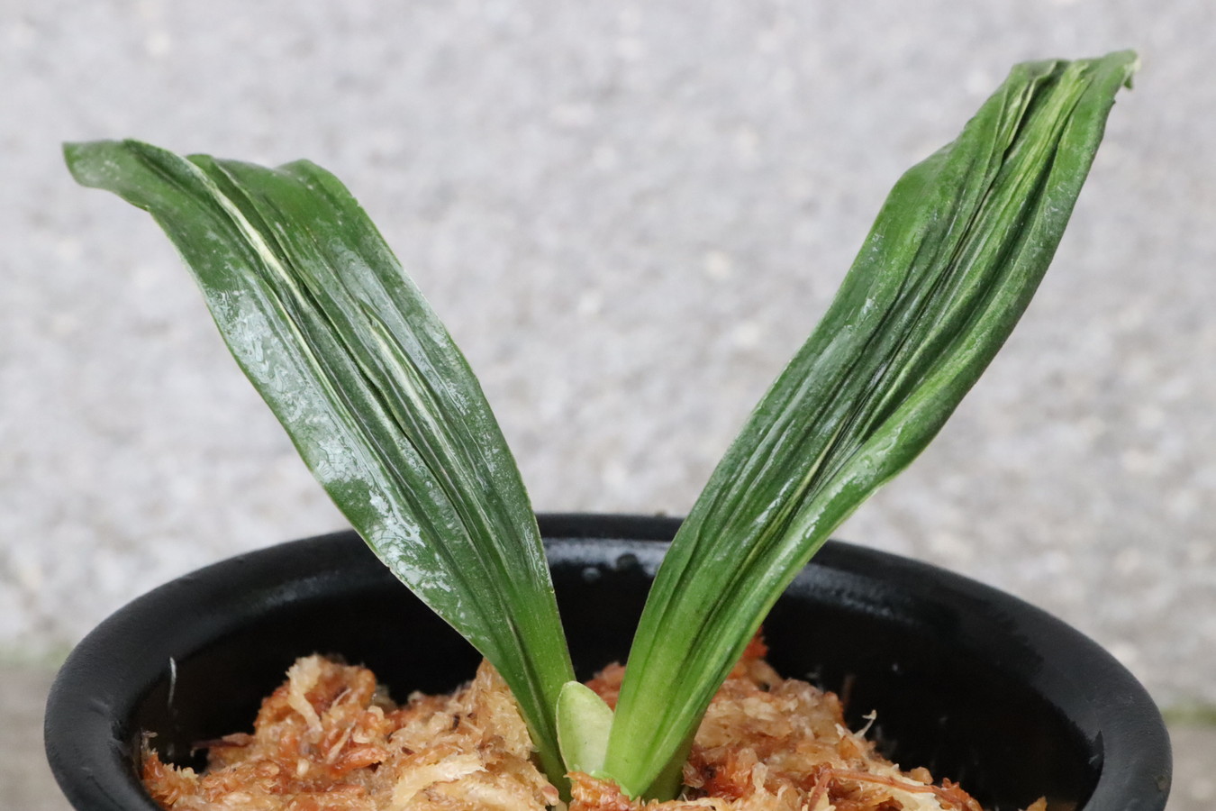 7277,太陽×リ101　5本前後？　元縞　デモ？青？薄縞？　【はきずはきれ多い大特価！】※春から秋は生長期なので姿は変わっていきます