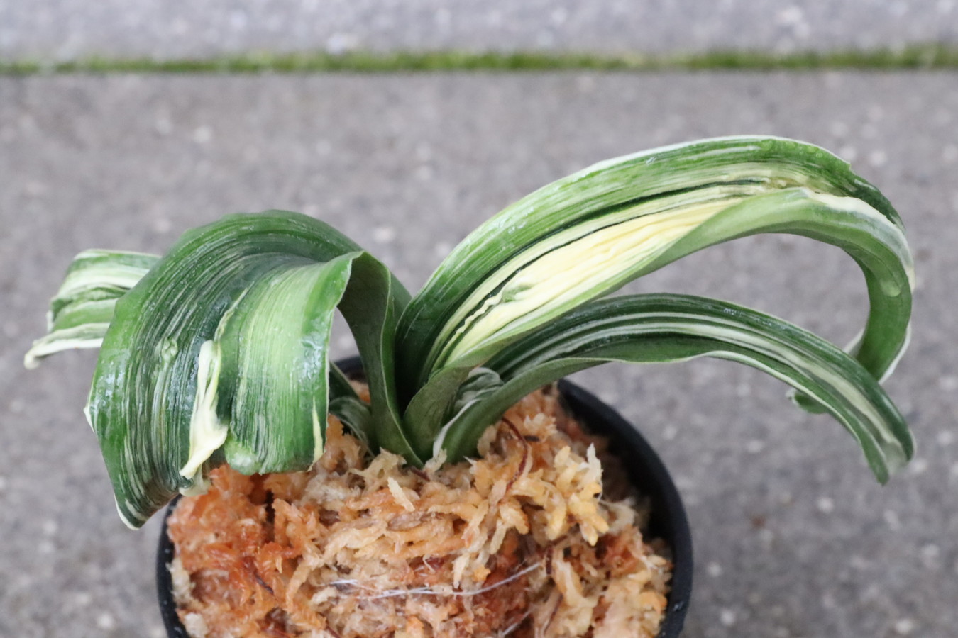 6250,玉姫(たまひめ)縞覆輪　獅子　現場覆輪？極薄縞？　【葉色薄い特価！はきずはきれ多い大特価！】※春から秋は生長期なので姿は変わっていきます