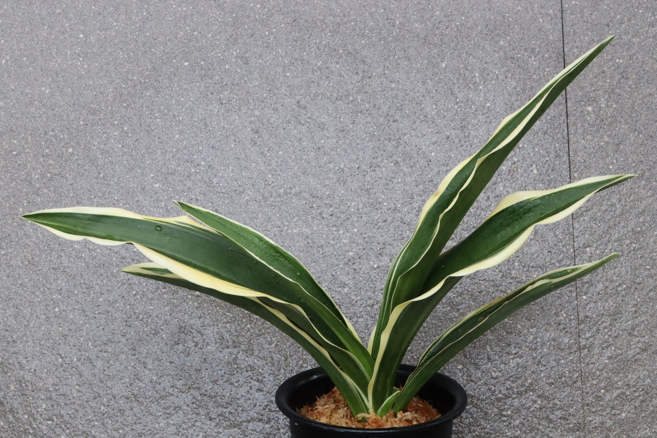 5644,剣(つるぎ)　系統素晴らしい　薄縞　【はきずはきれ多い大特価！】※春から秋は生長期なので姿は変わっていきます