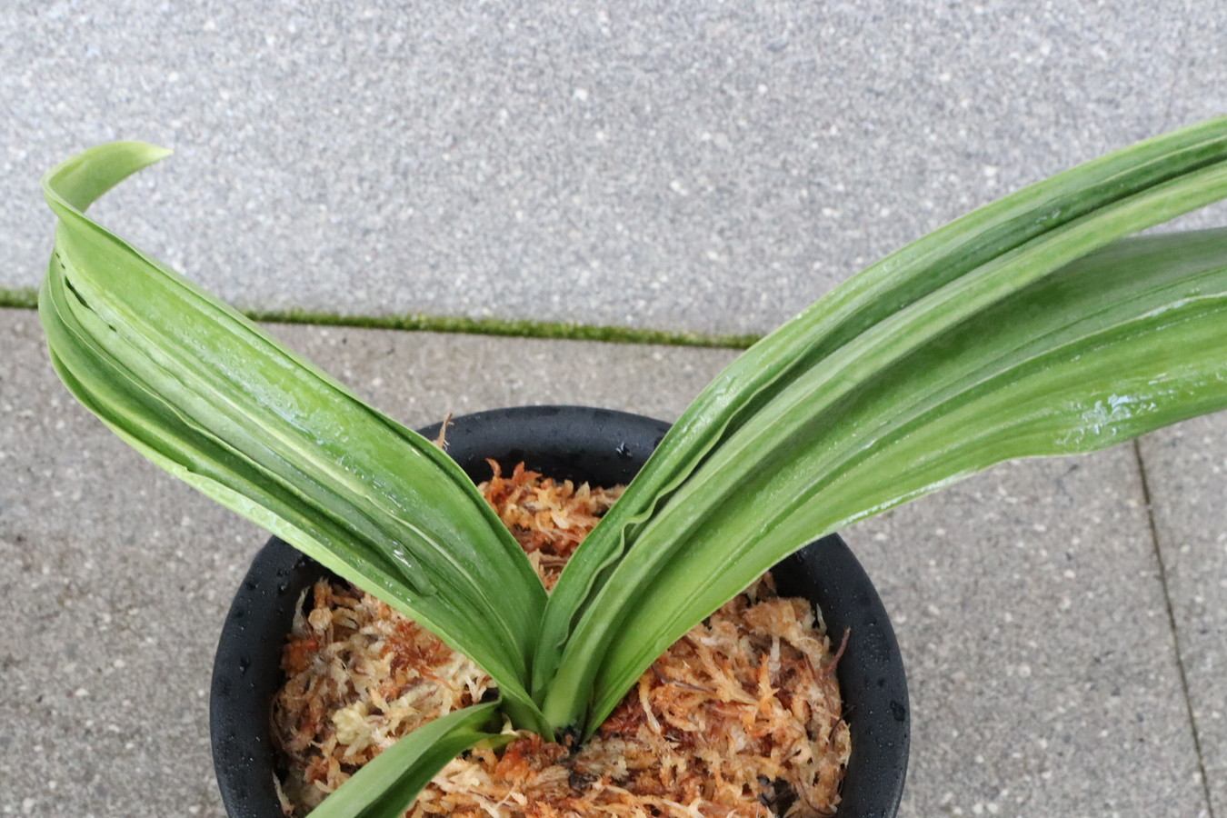 5770,　力和を生やしたと伝わる幻の実親　祥雲龍/昇雲龍　♂　元縞、現場青　【はきずはきれ非常に多い大特価】※春から秋は生長期なので姿は変わっていきます