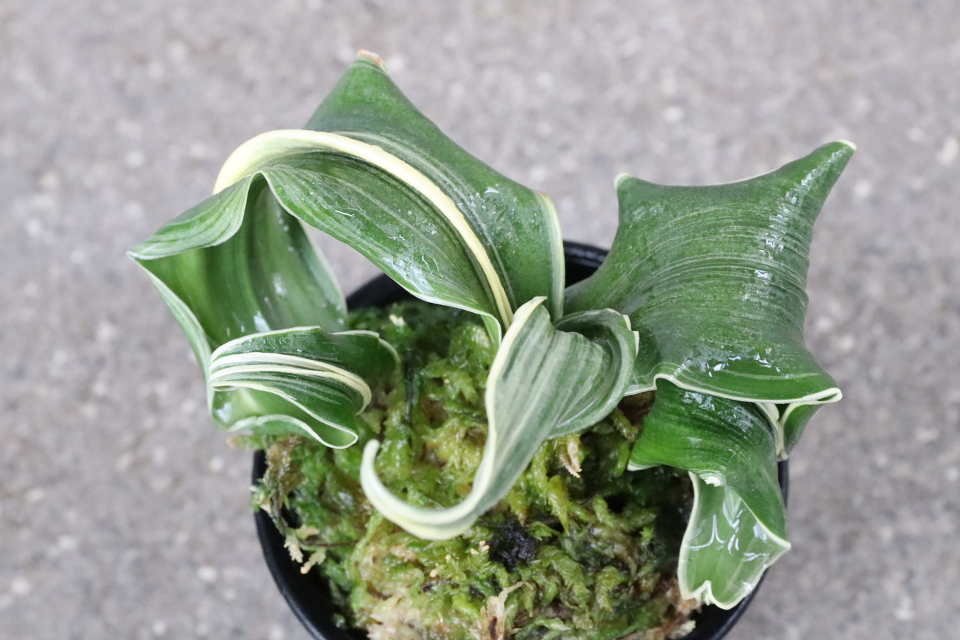 6099,整理品BC級品　夫婦獅子(めおとじし)　【はきずはきれ大特価】※春から秋は生長期なので姿は変わっていきます