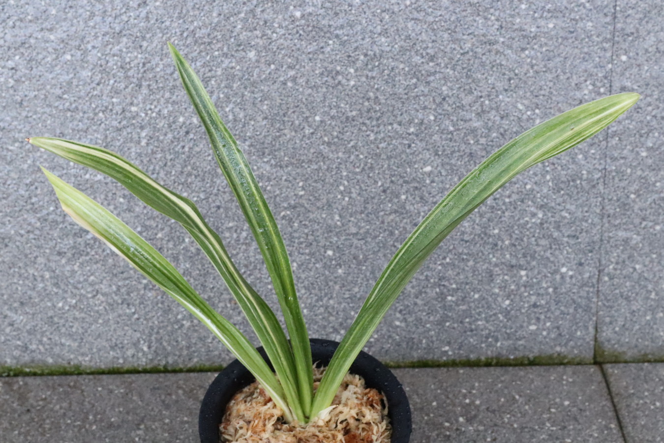 5261,褥錦(しとねにしき)　縞　江戸？幻の実親　【はきずはきれとても多い大特価】※春から秋は生長期なので姿は変わっていきます