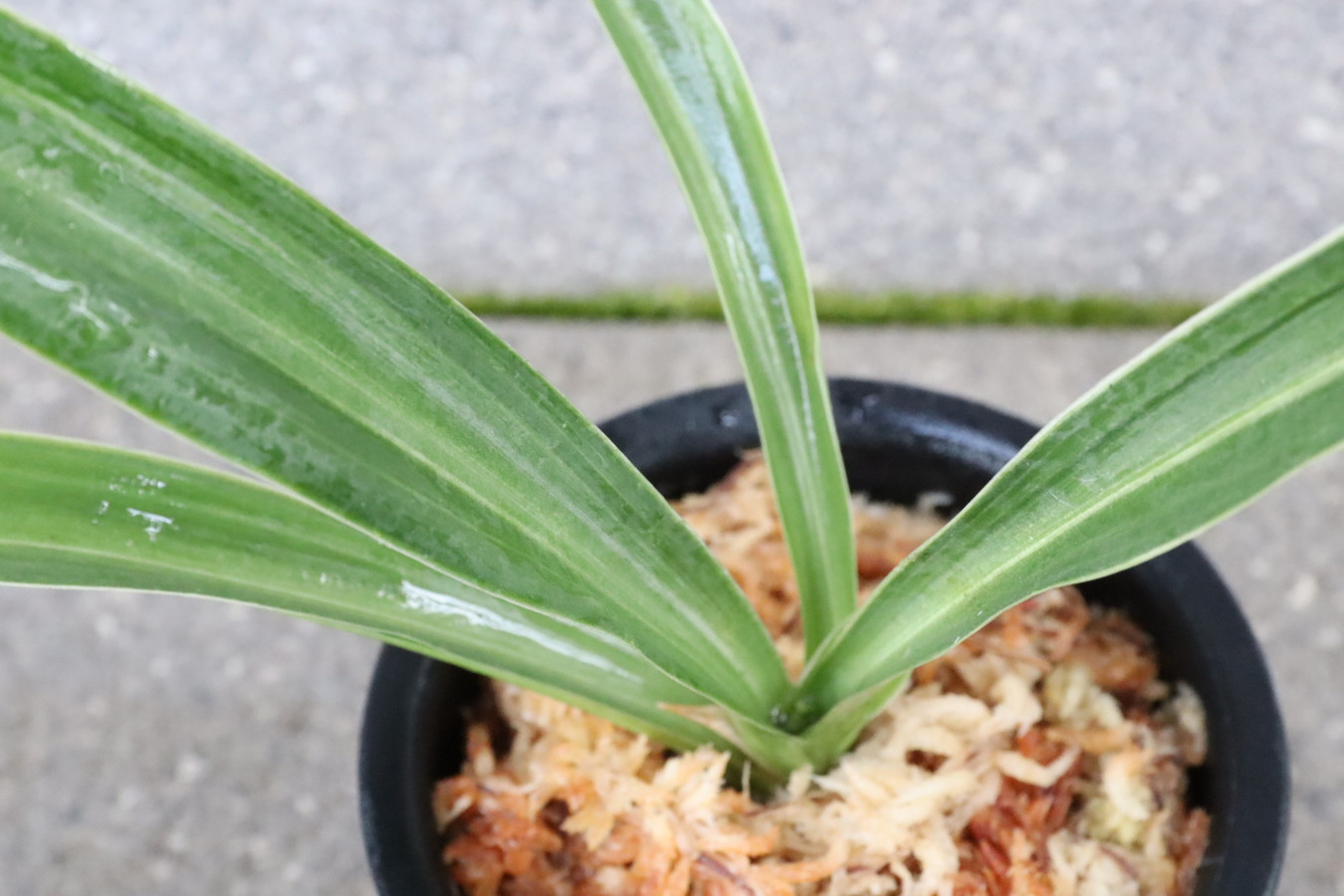 7248,整理品BC級品　褥錦(しとねにしき)　こうとめ縞　良い縞　江戸？幻の実親　【はきずはきれ多い大特価】※春から秋は生長期なので姿は変わっていきます