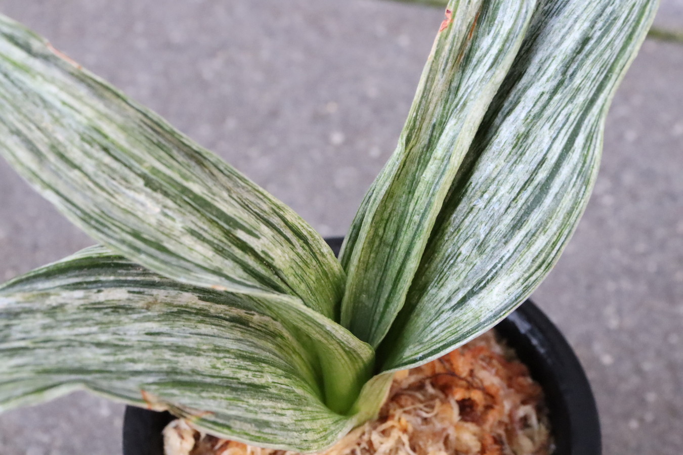 7247,整理品BC級品　松山(仮？)　【はきずはきれ多い大特価！！！】※春から秋は生長期なので姿は変わっていきます　sov