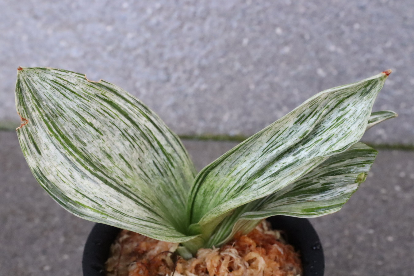 7399,松山(仮？)　【はきずはきれ多い大特価！！！】※春から秋は生長期なので姿は変わっていきます