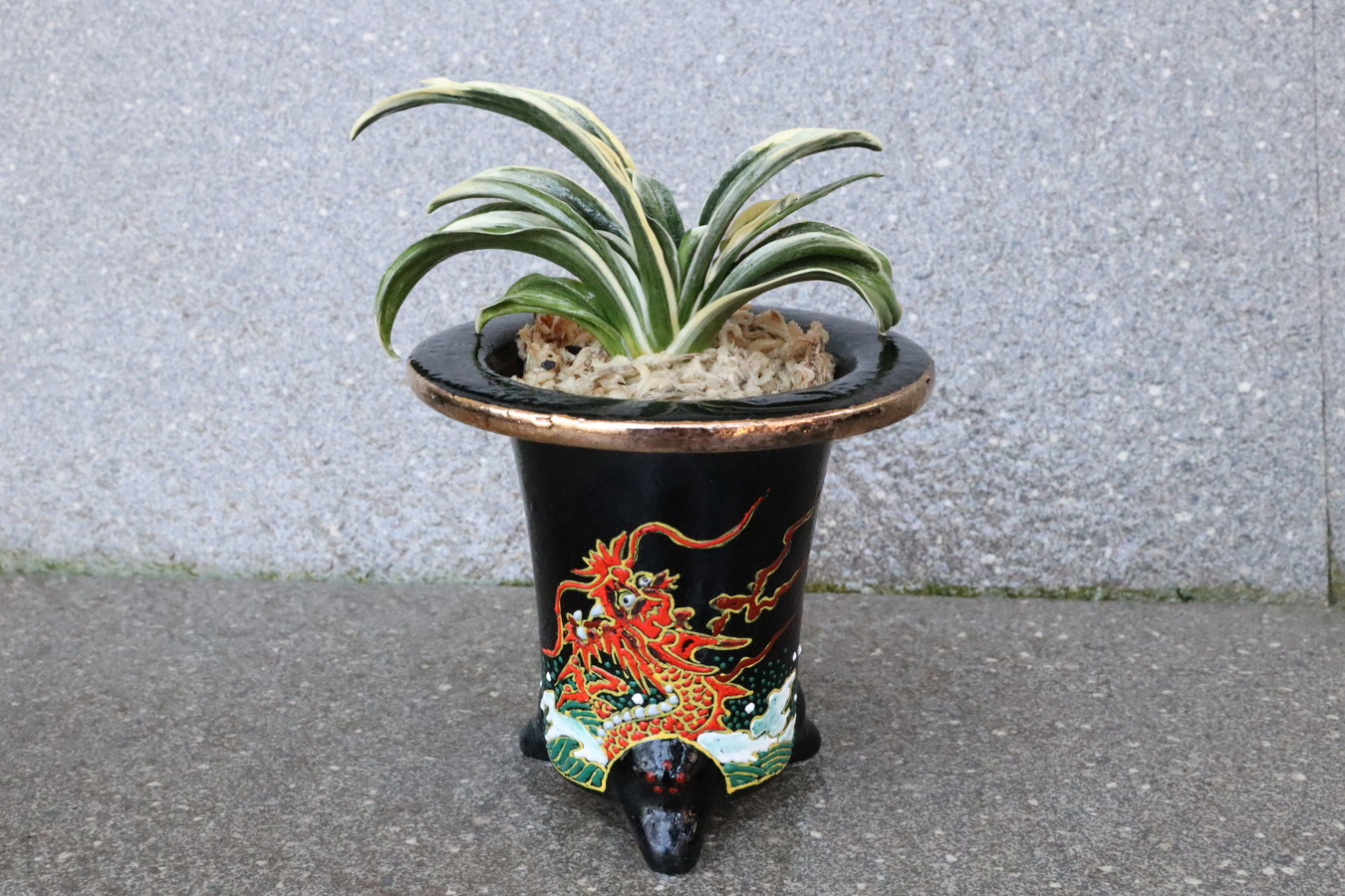 5999,【開運萬年青・運開く龍】　聖華殿(せいかでん)　【はきずはきれとても多い大特価！】※春から秋は生長期なので姿は変わっていきます