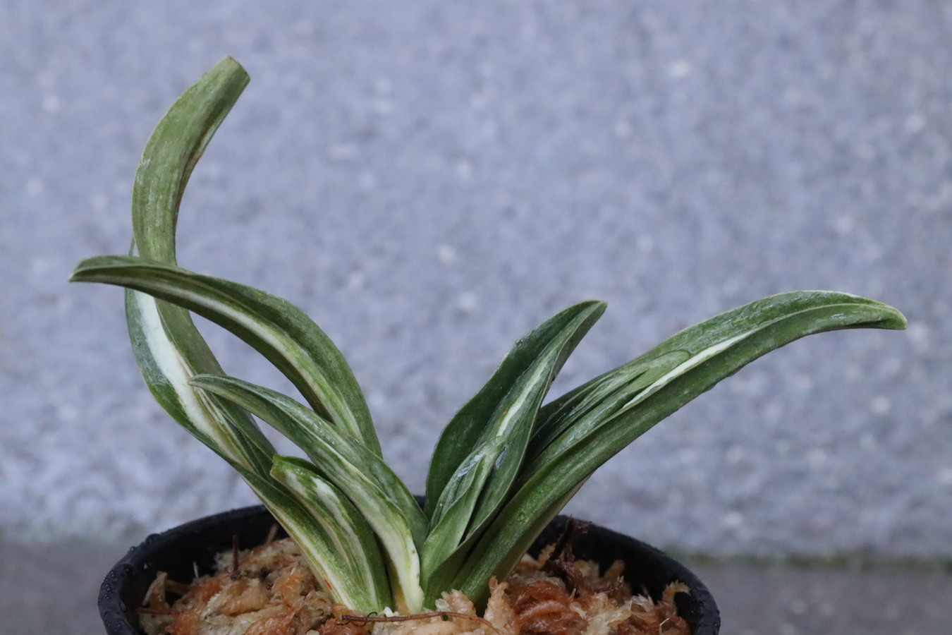 7252,整理品特価！　千代田羅紗　船山口　数不明　【はきずはきれ多い大特価！】※春から秋は生長期なので姿は変わっていきます