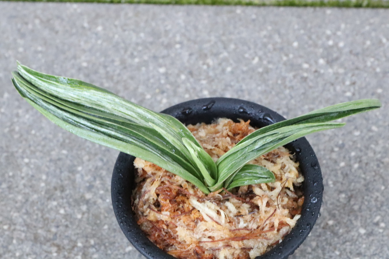 7255,千代田実生　数不明　【はきずはきれとても多い大特価】※春から秋は生長期なので姿は変わっていきます