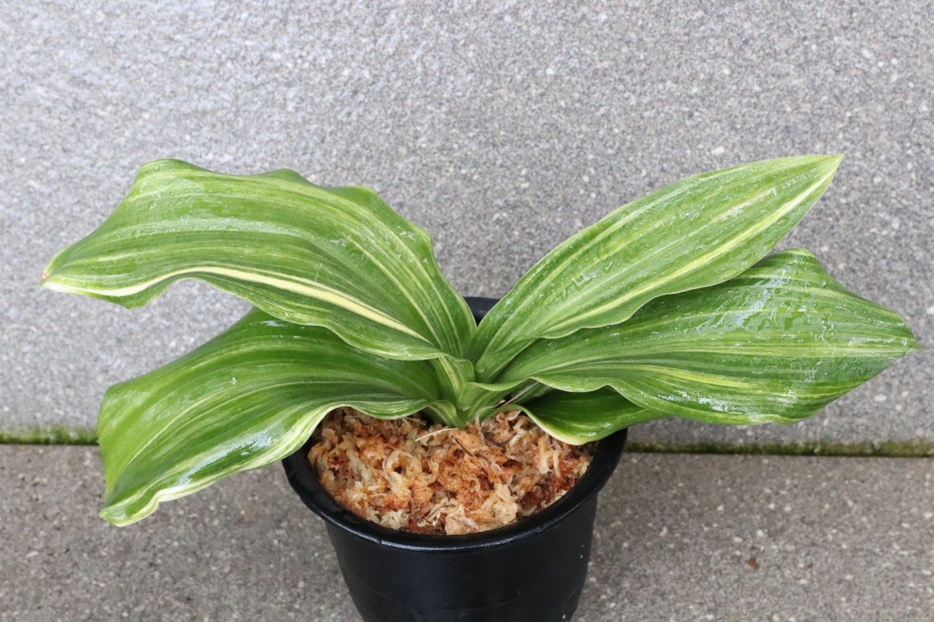 7974,整理品BC級品　美の五　縞最上！数不明　実生は万年青の天下が取れる！【はきずはきれ多い大特価】※春から秋は生長期なので姿は変わっていきます