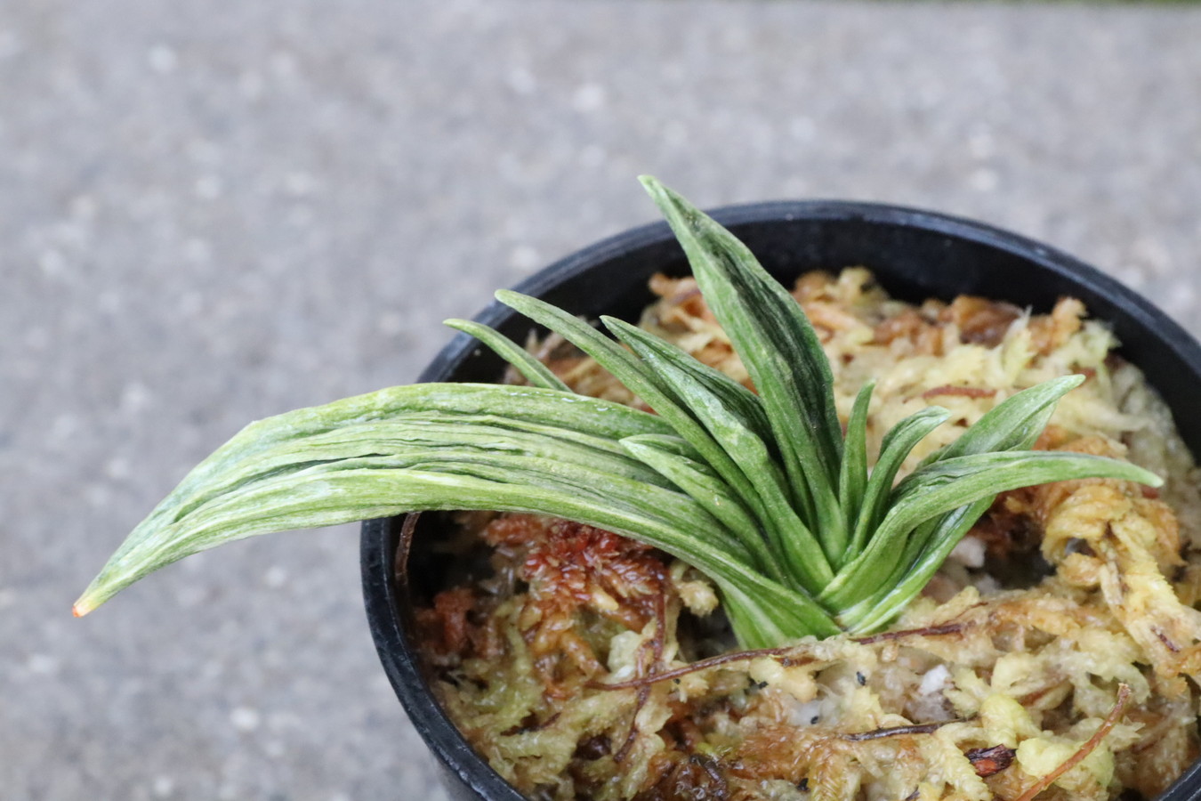 6466,BC級品整理品　緑鳳山(りょくほうさん)　超希少胡麻羅紗　胡麻斑味良い【はきずはきれ多い大特価】※春から秋は生長期なので姿は変わっていきます