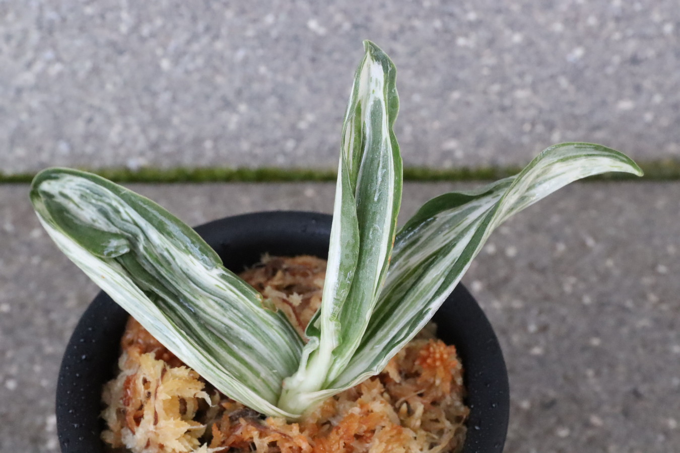 7265,万代の松(仮？)　千代田斑最上！【はきずはきれ多い大特価！！！】※春から秋は生長期なので姿は変わっていきます